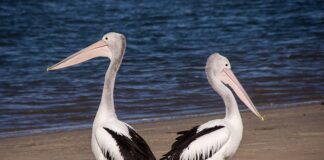 Jak pozbyć się pelikanów z ramion?