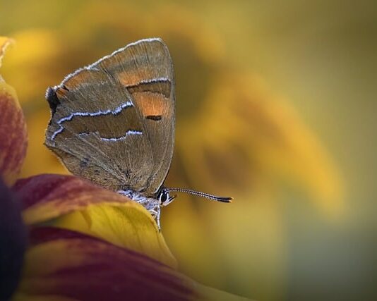 Jak pozbyć się smug na okularach?