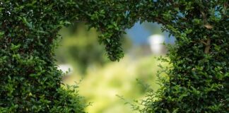 Kiedy najpóźniej zaczyna bić serce płodu?