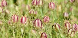 Po czym poznać że jest dziewicą?