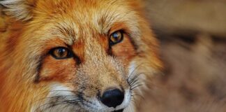 Jak się wysterylizować?